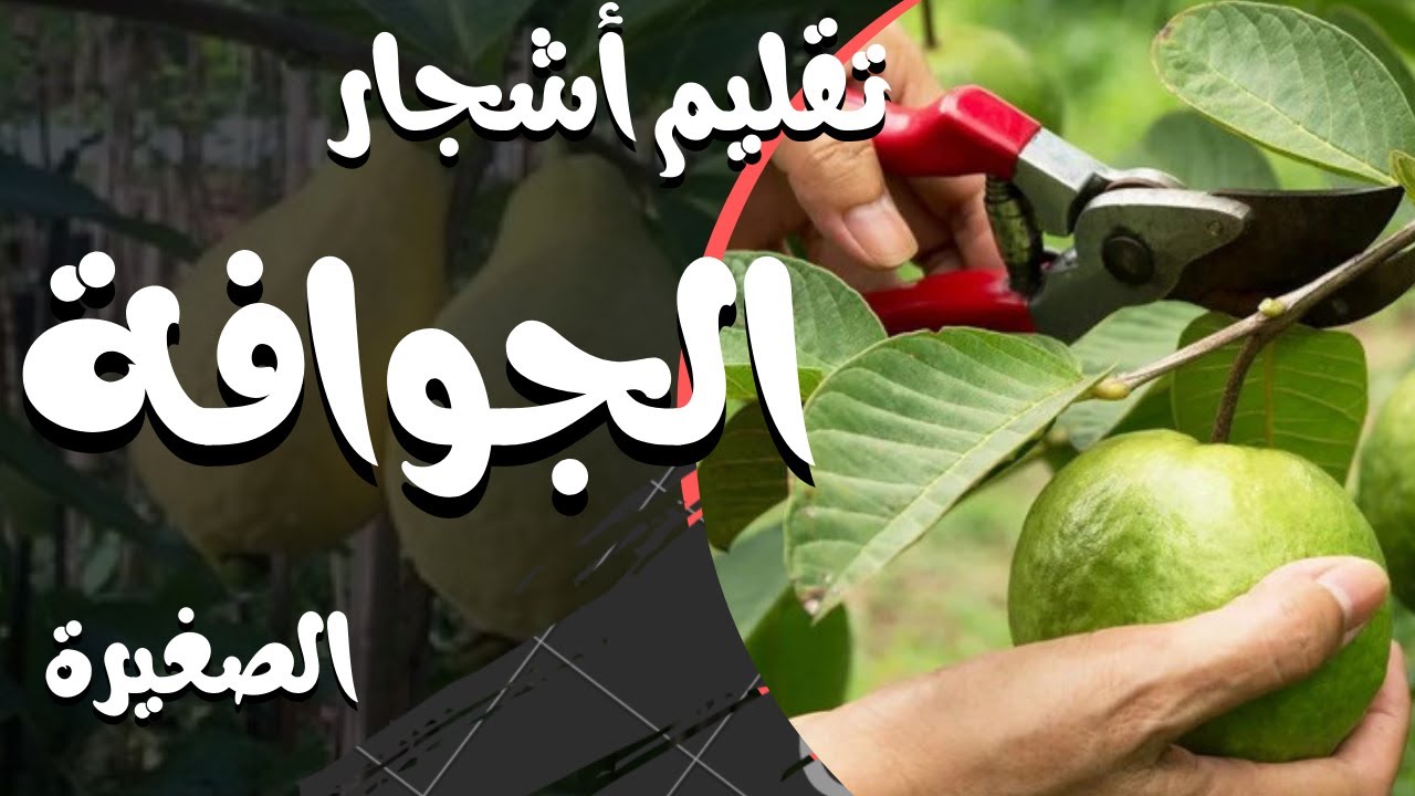 تقليم أشجار الجوافة الصغيرة | حتى لو كنت مبتدئًا
