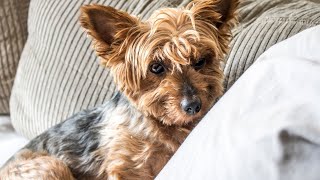 Creating Lasting Memories with Your Yorkie How to Build the Perfect Pillow Fort