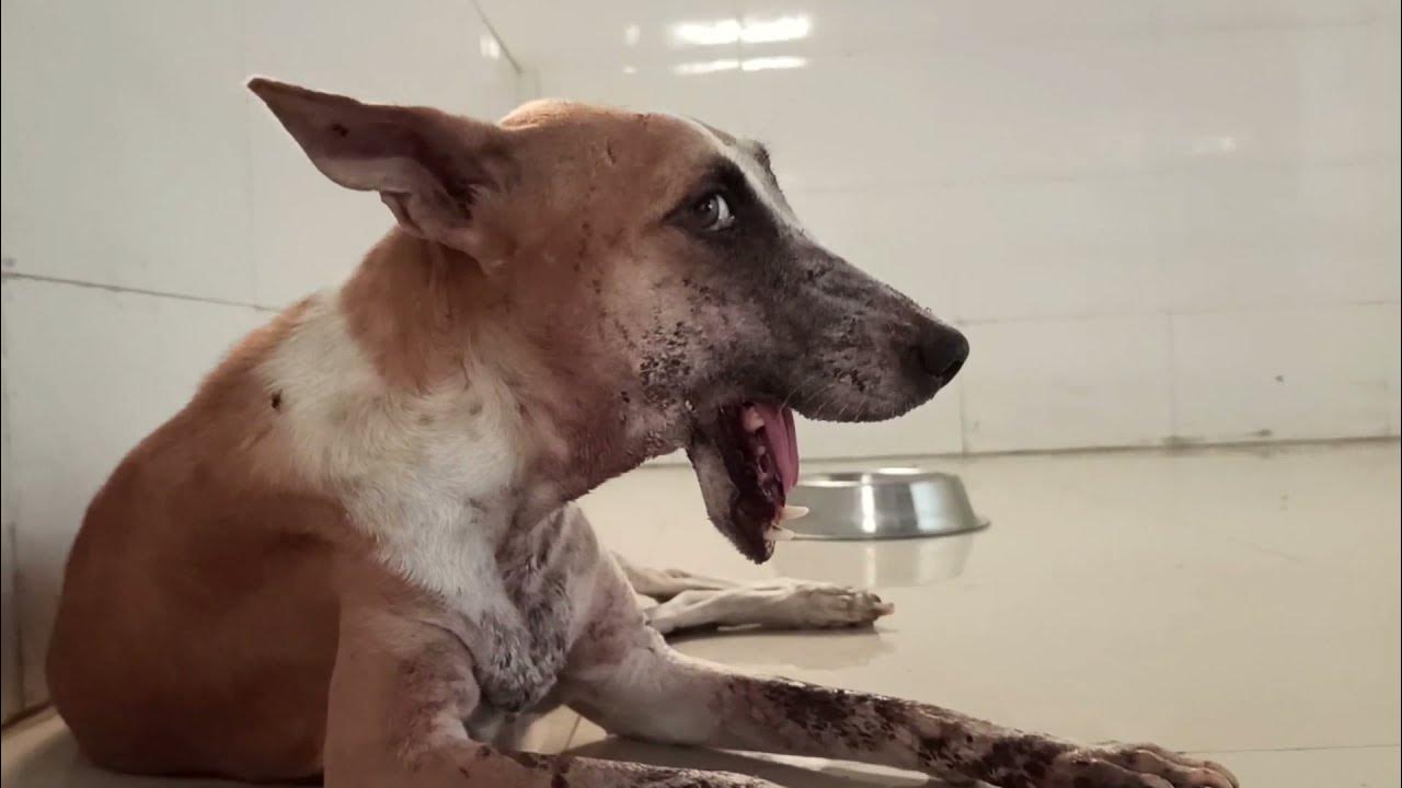 Rescued Street Dog with Broken Jaw (Mandible fracture) and Reunite with