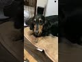 パパを待ちきれたい、むむ。かわいいな【ミニチュアダックスフンド】