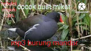 Mp3 burung mandar batu ampuh\u0026gacor