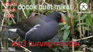 Mp3 burung mandar batu ampuh&gacor