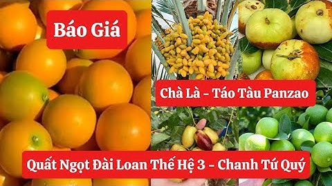 ✅Báo Giá Cây Quất Ngọt Đài Loan Thế Hệ 3 sẵn quả, Táo Tàu Panzao, Chà Là, Chanh Tứ Quý☎️0968.750.386