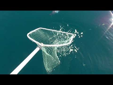 PARGO PLUMA AL