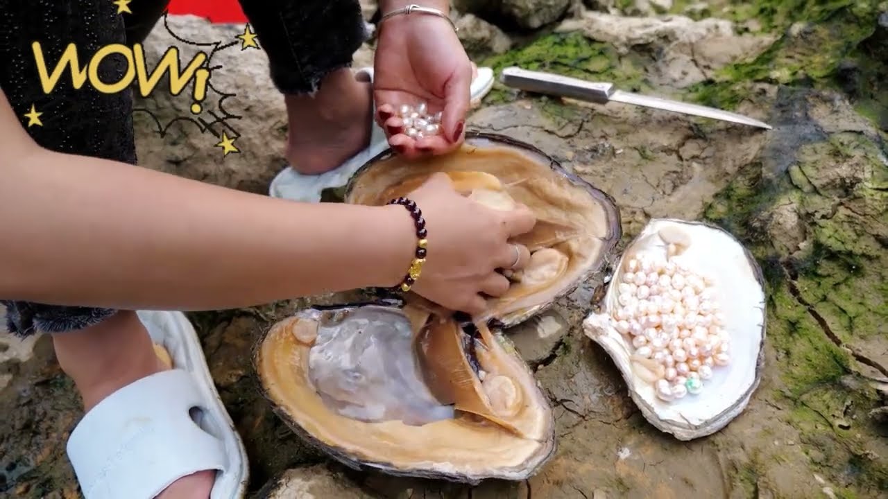 Surprising river, hides too many mussels, pearl girl collects pearls to
