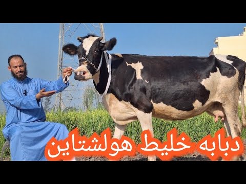 ثلاث بقرات انتظار ولاده رزق صاحب النصيب من داخل مزرعه ابو يوسف