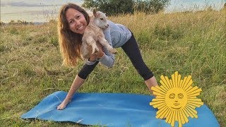 When you mix goats and yoga