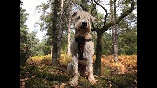 Dexy  7 Month Old Soft Coated Wheaten Terrier  2 Weeks Residential Dog Training