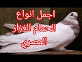 الحمام الغزار المصري مشاهدة بعض انواع الحمام الغزار المصرى اجمل انواع الحمام 