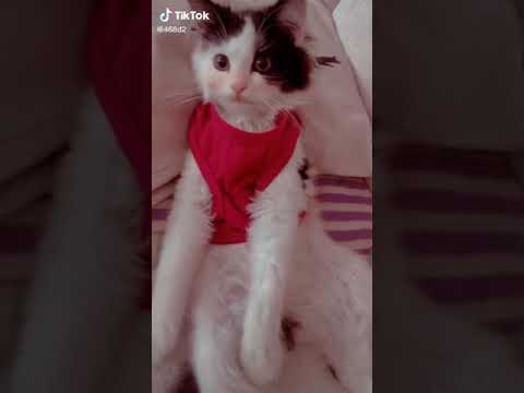 روتين يومي كوكي الجميله عائلة لولو         