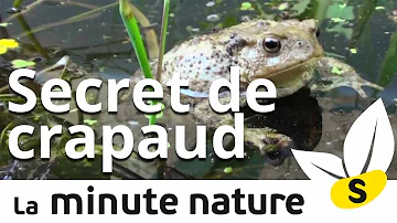 Qui est la femelle du crapaud ?