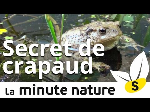 Vidéo: Crapaud Des Champs