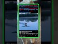 This Swan's Flawless Water Landing Looks Like a Real Jet! 🦢 #Nature #Wildlife #Amazing