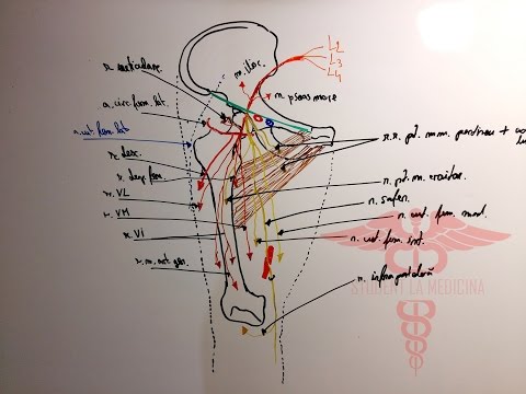 Video: Anatomie, Funcție și Diagramă A Nervului Cutanat Lateral Femural - Hărți De Corp