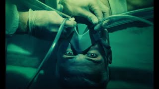 XANDAN - Bino Blip (Official Music Video)