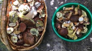 Белые грибы, польские и маслята июнь