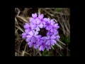 Il giardino dellabbondanza  fiori di bach  francesca borghi