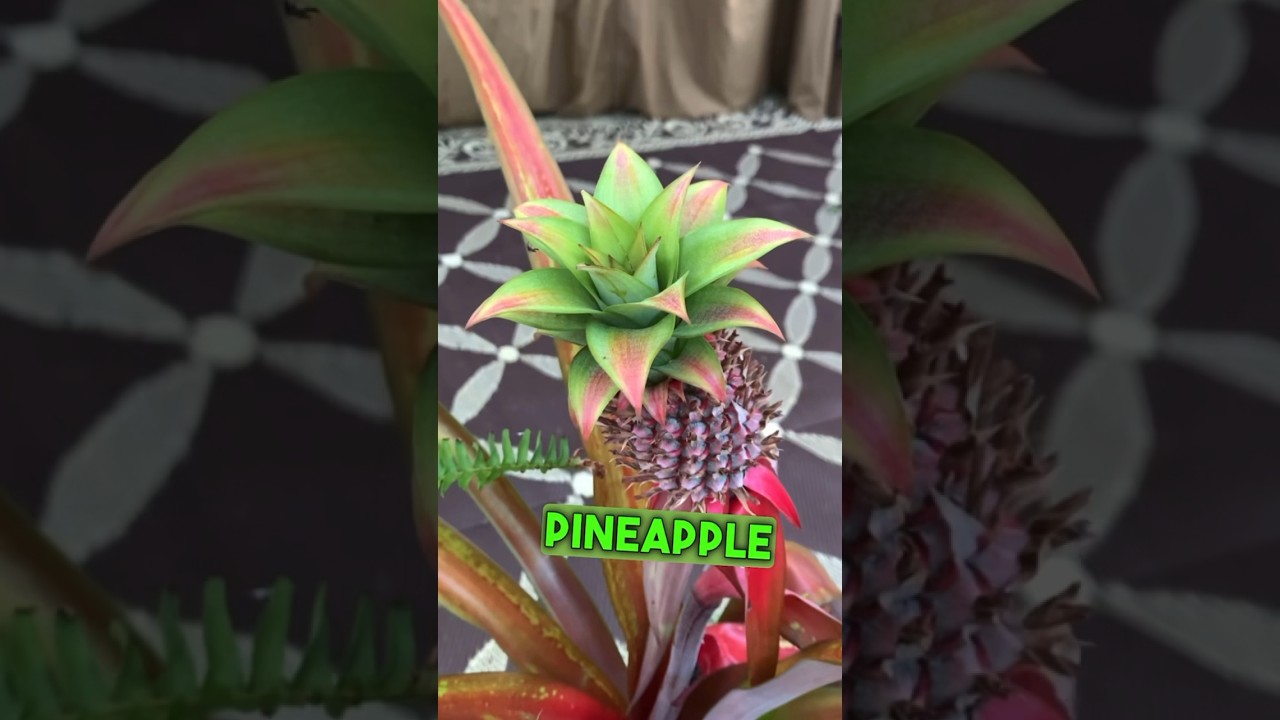 Red Pineapple 