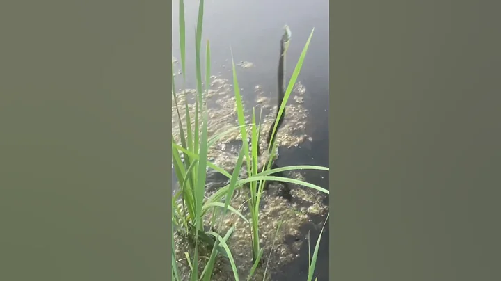 HUGE SNAKE attacks my FROG !!! - DayDayNews