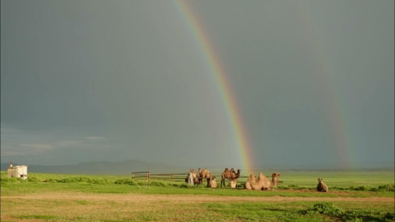 ドヴォルザーク：スラヴ舞曲 第15番[ナクソス・クラシック・キュレーション コミカル]／Dvorak：Slavonic Dance No