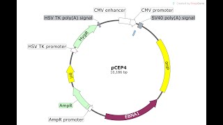 Using SnapGene to Explore Plasmid Features and Restriction Enzymes screenshot 4