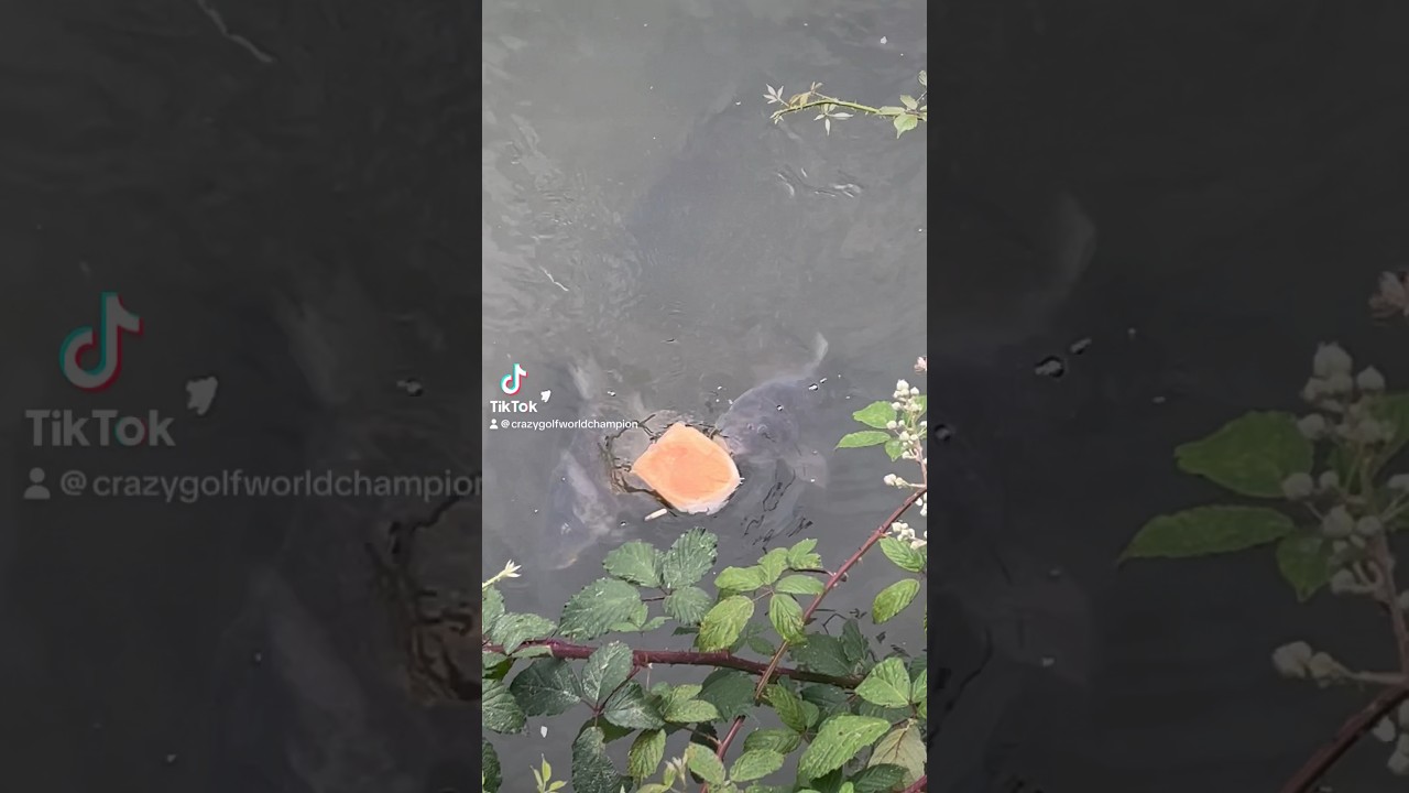 FEEDING MASSIVE CARP AND BOOM you see it