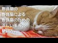 座布団に次ぐ愛用品をもらった野良猫の反応【猫用毛布】