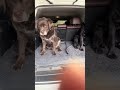 There’s a reason the Twistep keeps coming up as a favorite tool if you have a dog and an SUV