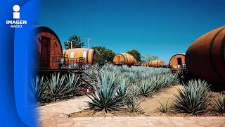 Altitud y fermentación distinguen la complejidad del tequila: Herrera Ortega.