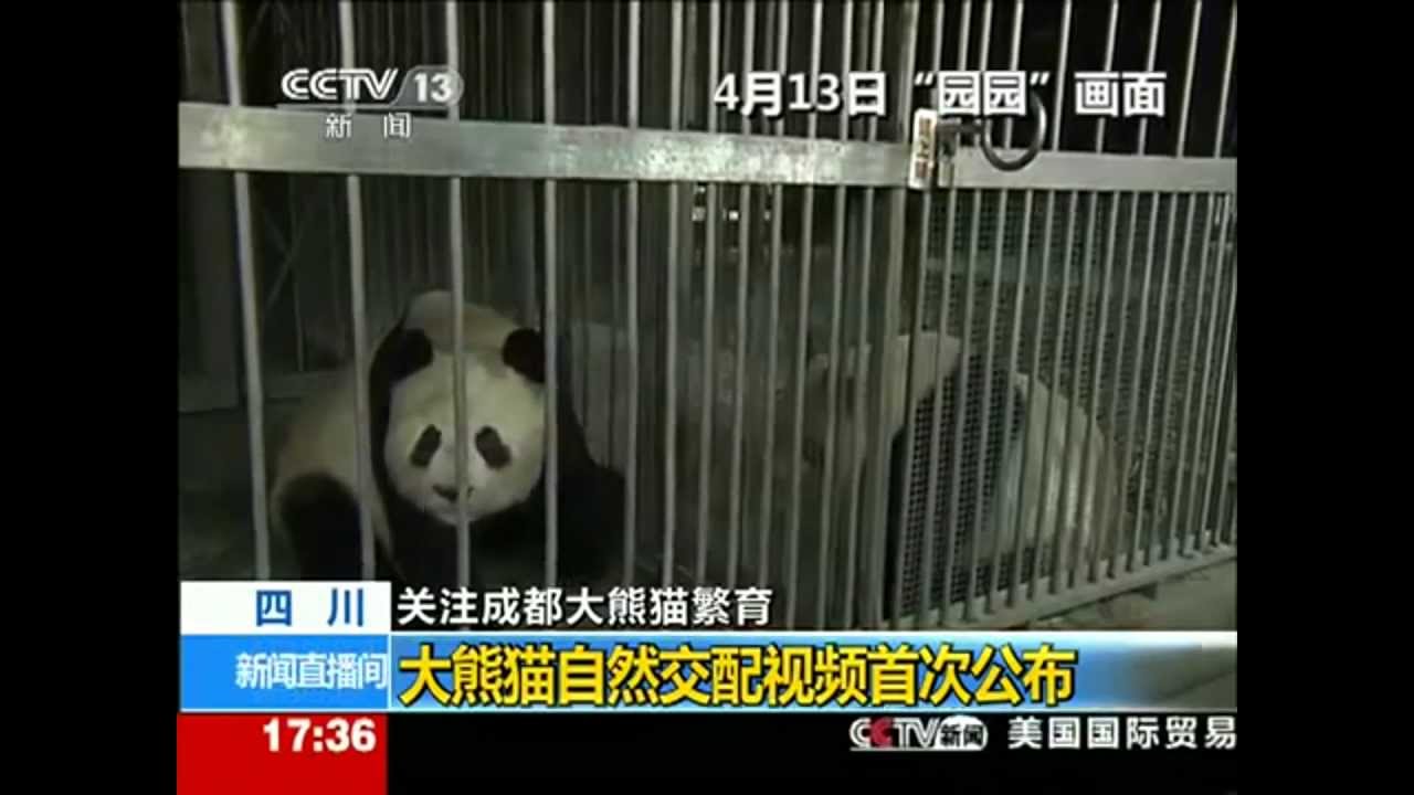 How Giant Panda Make Love -  Natural Mating Video of Giant Panda First Time Exposure