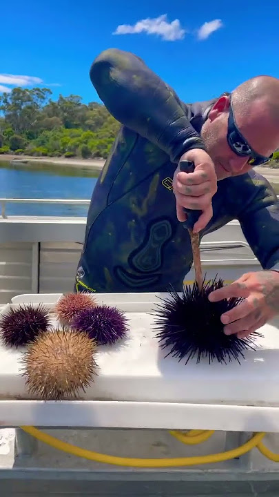 Preparing and eating Sea Urchins, Kina, Uni.