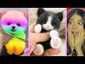 Los animales ms adorables de tiktok