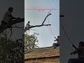 Tree Cutting Gone Wrong: The Rope Trick That Backfired! 🌲😱