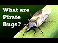 What are Pirate Bugs