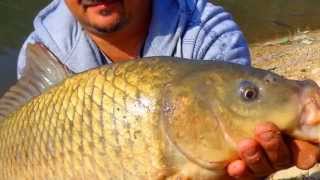 Diviot ..KRAP.. (Carp fishing ) od Kozjak by Oki ribar