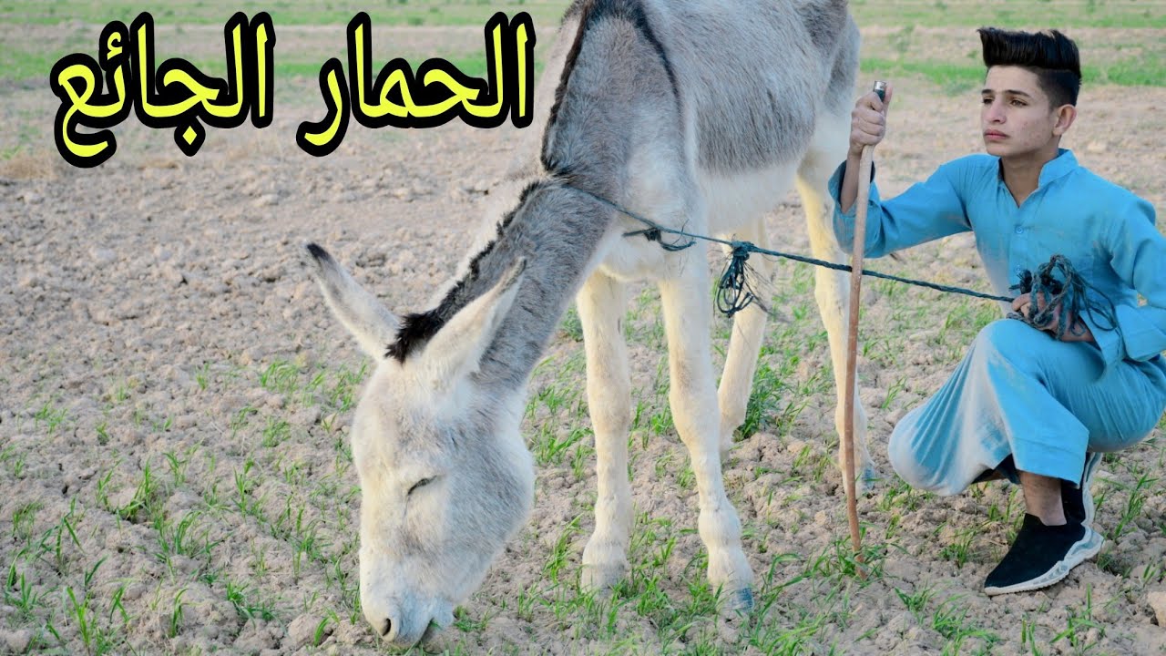 فلم قصير.  صاحب الحمار وصاحب الأرض