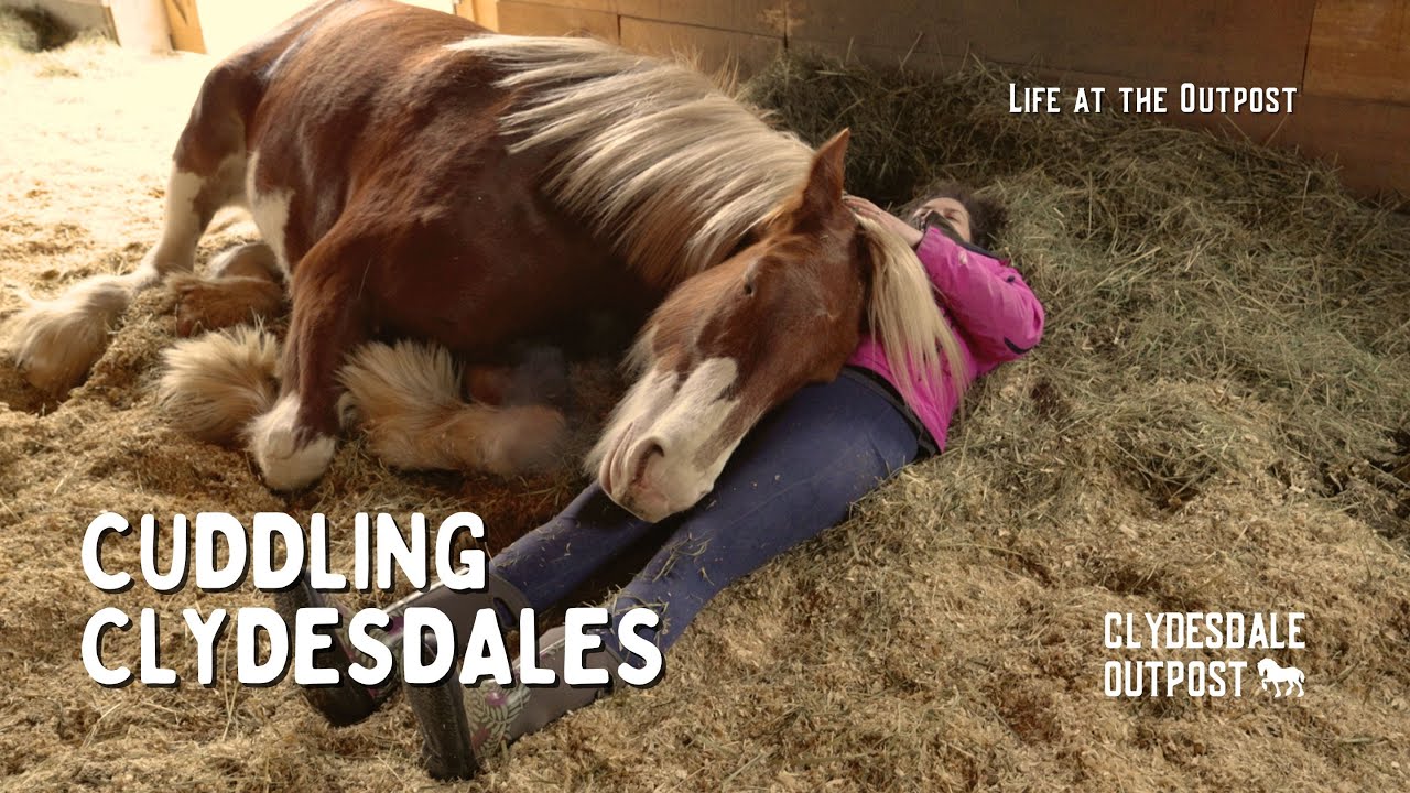 Cuddling Clydesdales | Life at the Outpost Ep  5