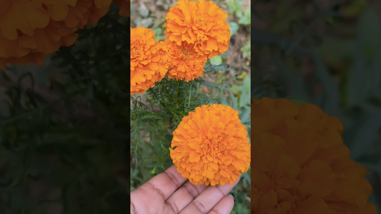 khoobsurat to mai bahut hu ll gardening ll flowers ll winter flowering plants ll marigold ll 