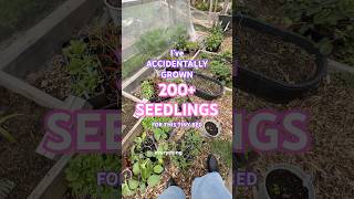 Starting my own cut flower patch
