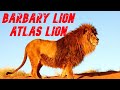 🐾 THE ATLAS LION 👉 The BIGGEST LION ever ▶️ El LEÓN del ATLAS - El LEON más GRANDE de la HISTORIA