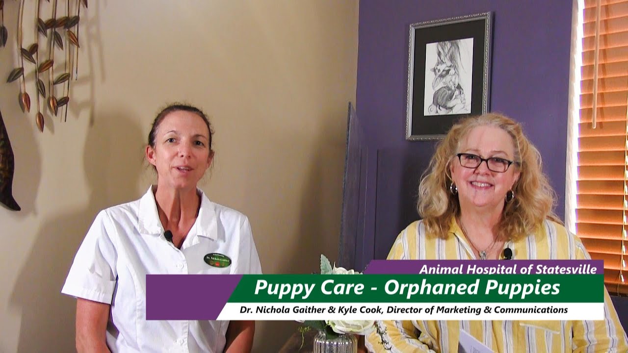 Puppy Care   Orphaned Puppies FAQs