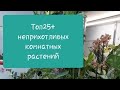 Неприхотливые и теневыносливые растения для новичков. Адаптация Голландских растений Ч.3