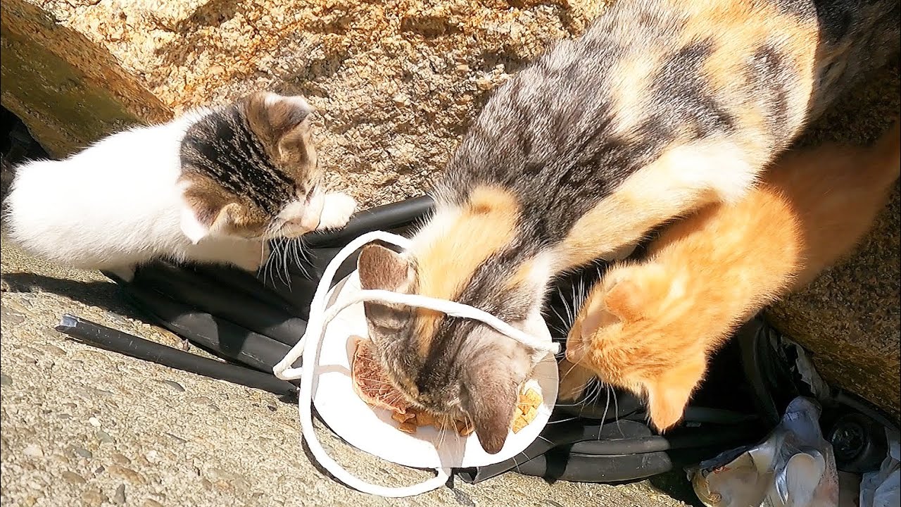 Котенок, впервые съевший еду, милый