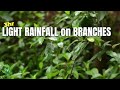Simply Relax 3hr Light Rainfall On Branches Sound Video Simply Relax 3hr Light Rainfall On Branches Sound Video