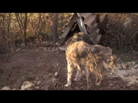 Video: Cilat Kafshë Marrin Frymë Me Gushë