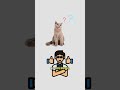 REST API Best Practices, explained by cats. #cat #code #rest #api #industry