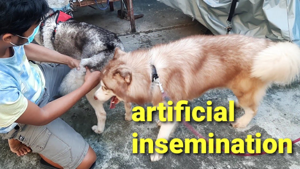 How To Artificially Inseminate A Dog First Stud Session Siberian