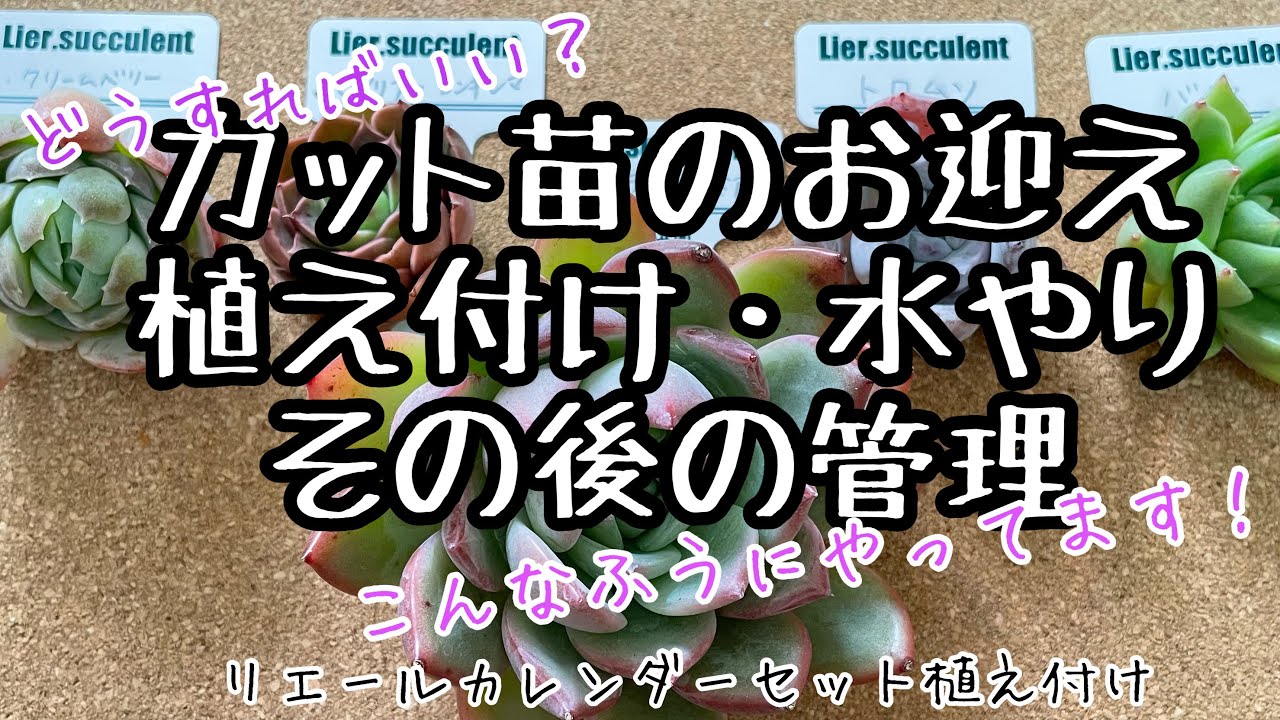 多肉植物 カット苗の植え付け リエールカレンダーセットを植え付け カット苗の処理 植え付け 水やり その後の管理方法 私はこんなふうにやっています Youtube