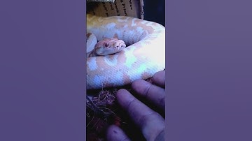 Burmese python handling tips and tricks. kpreptiles 💯🔥‼️