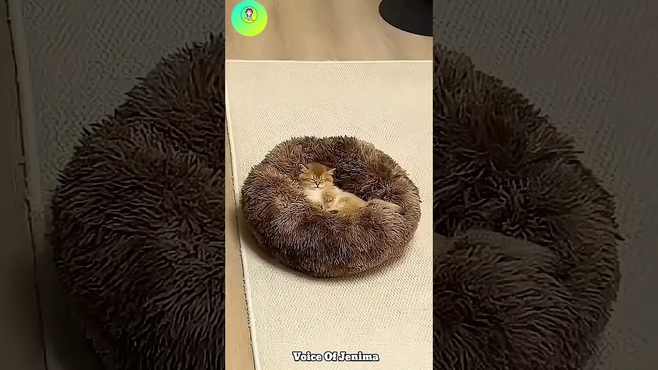 🐱🏠 “Spoiled Cats Living the Dream — Custom Bed Made by Owner! #shorts #viral